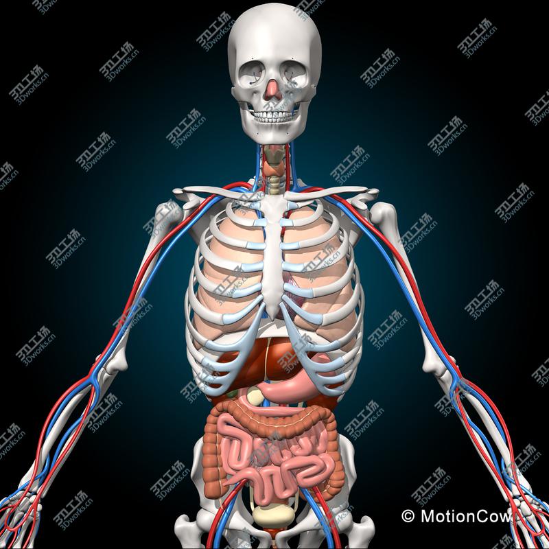 images/goods_img/20210113/Skeleton & Anatomy/3.jpg